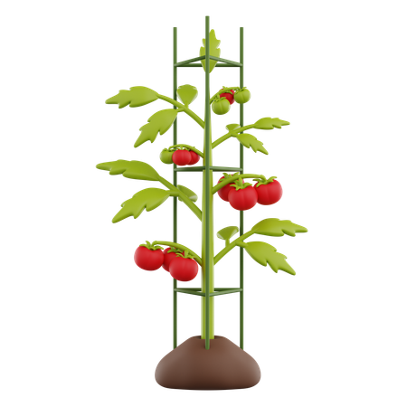 Tomato Plant  3D Icon