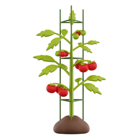 Tomato Plant  3D Icon