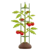 Tomato Plant