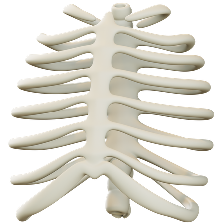 Torso Skeleton  3D Icon