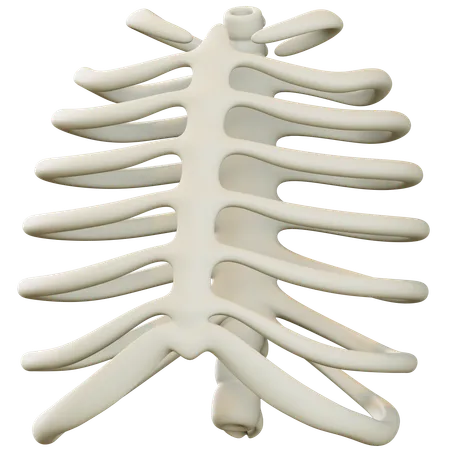 Torso Skeleton  3D Icon