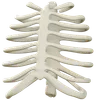 Torso Skeleton