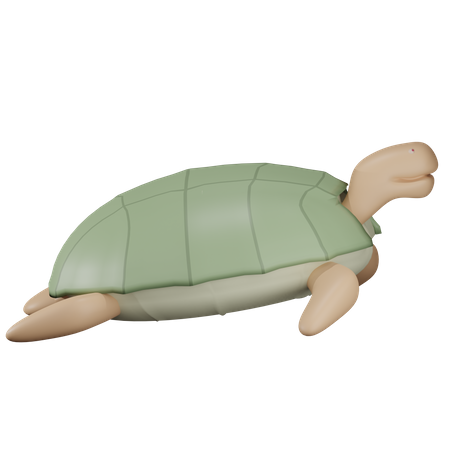 Tortuga  3D Illustration