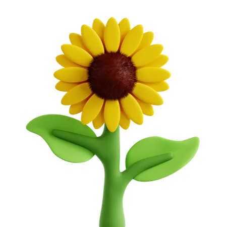 Tournesol  3D Icon