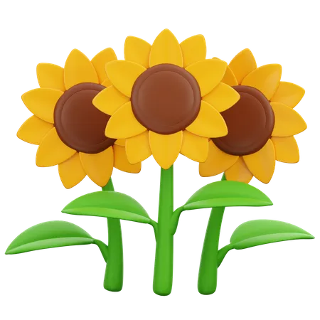 Tournesols  3D Icon