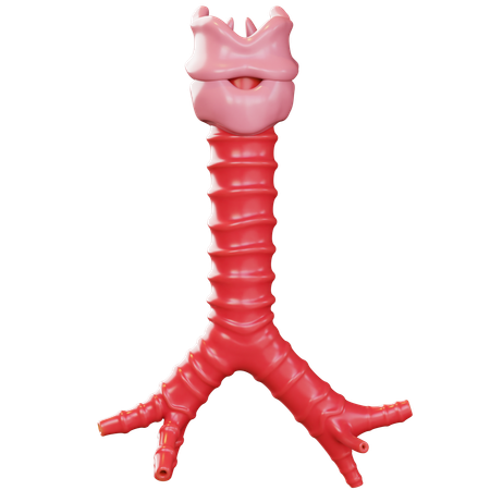 Trachea  3D Icon