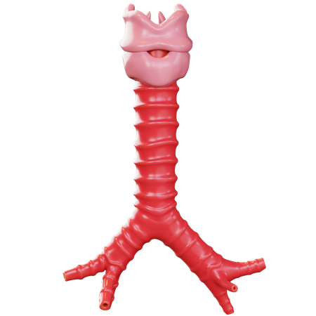 Trachea  3D Icon