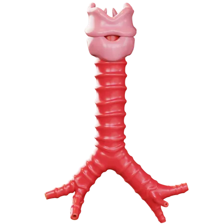 Trachea  3D Icon