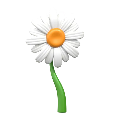 Transvaal Daisy Flower 3 D Icon 3D Icon