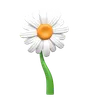 Transvaal Daisy Flower