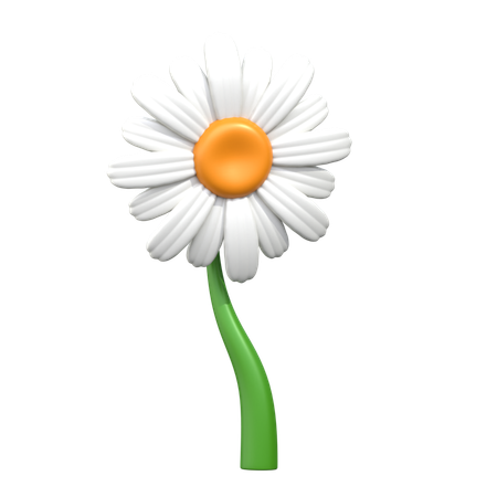 Transvaal Daisy Flower  3D Icon