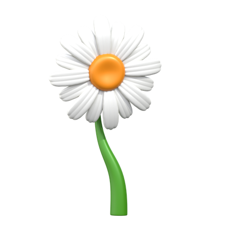 Fleur de marguerite du Transvaal  3D Icon