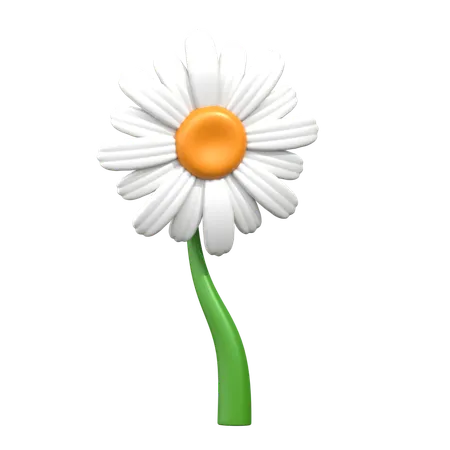 Fleur de marguerite du Transvaal  3D Icon