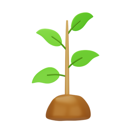 Tree Plantation  3D Icon