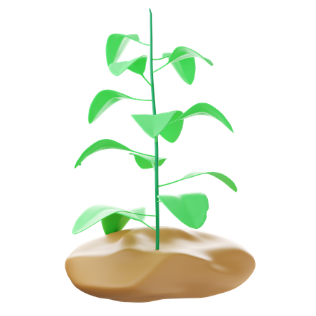 Tree Plantation  3D Icon
