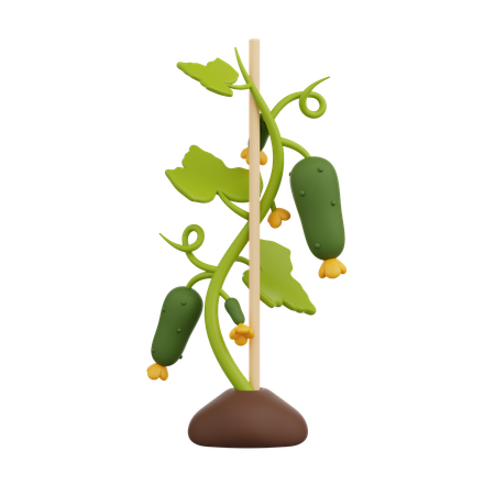 Trellised Cucumber  3D Icon