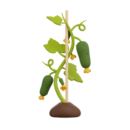 Trellised Cucumber  3D Icon