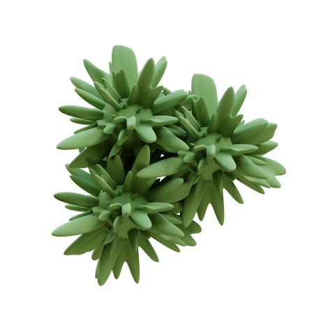 Triple dandelion  3D Icon