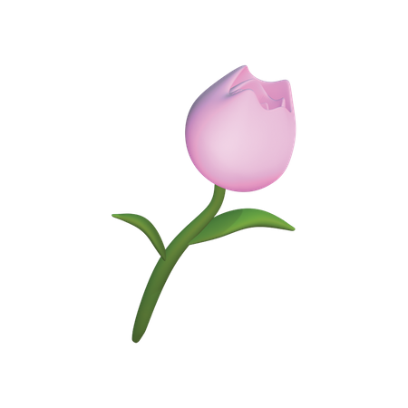 Tulip  3D Icon