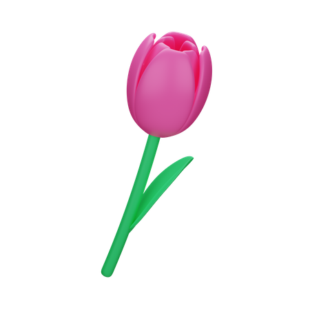 Tulip  3D Icon