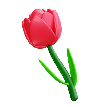 Tulip  3D Icon