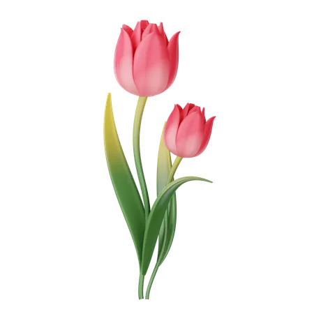 Tulip  3D Icon