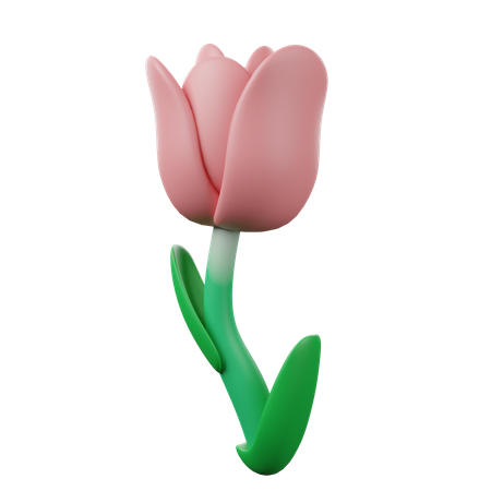 Tulip  3D Icon