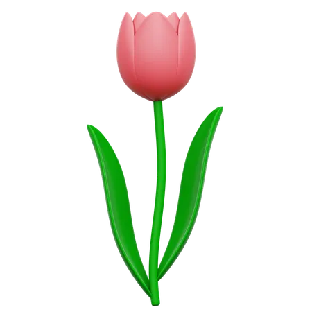 Tulip  3D Icon