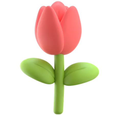 Tulip  3D Icon