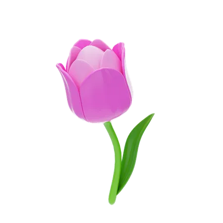 Tulip  3D Icon