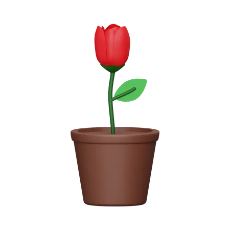 Tulip  3D Icon