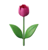 Tulip Flower