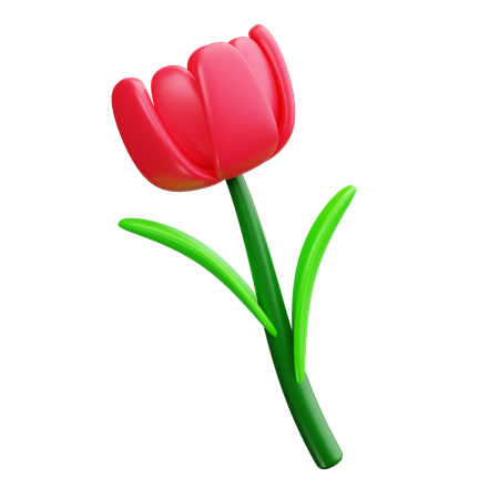 Tulip flower  3D Icon