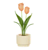 Tulip Plant Pot