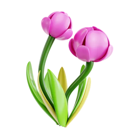 Tulipa  3D Icon