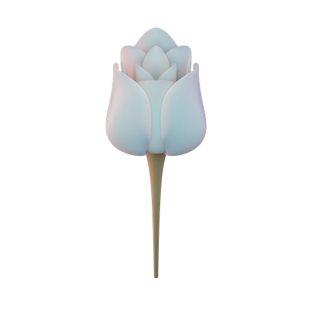 Tulipa  3D Illustration