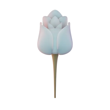 Tulipa  3D Illustration