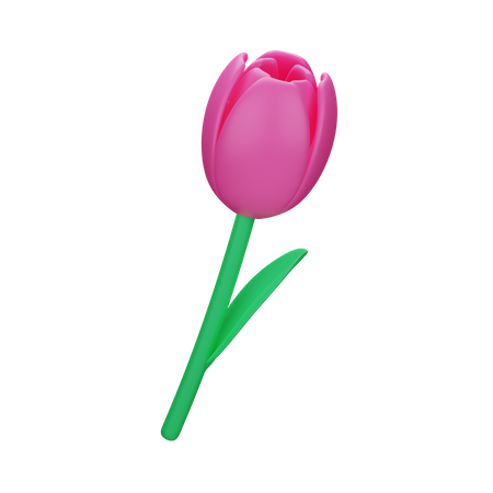 Tulipán  3D Icon