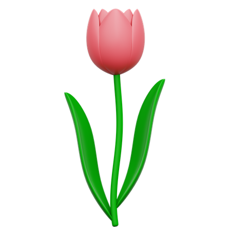 Tulipe  3D Icon