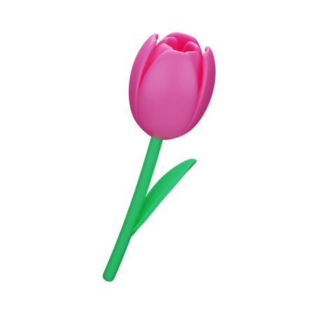 Tulpe  3D Icon