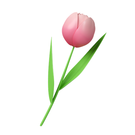 Tulpenblüten  3D Icon