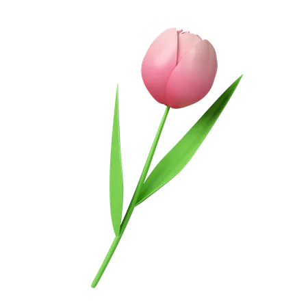 Tulpenblüten  3D Icon