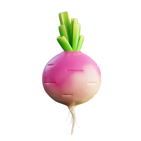 Turnip  3D Icon