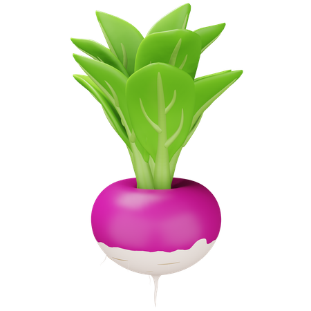 Turnip  3D Icon