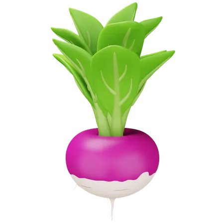 Turnip  3D Icon