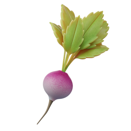 Turnip  3D Icon