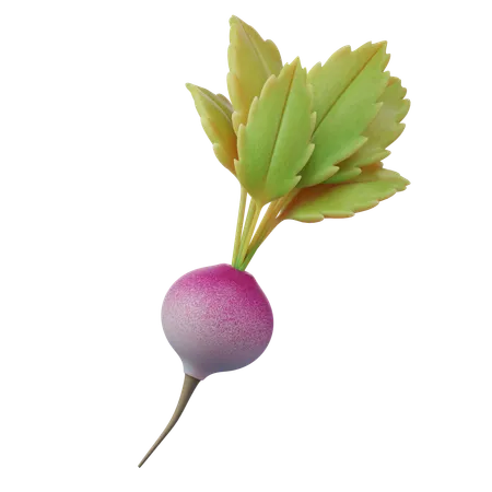 Turnip  3D Icon