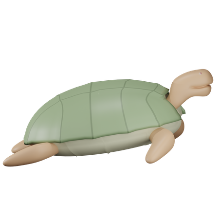 Turtle  3D Illustration