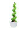 Twisted Spiral Evergreen