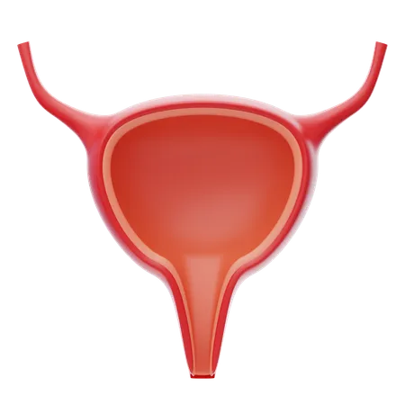 Bladder 3 D Icon Urinary System Human Organ 3 D Illustration 3D Icon